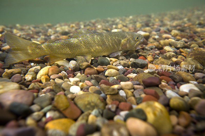 水下切喉鳟鱼- Oncorhynchus clarki lewis